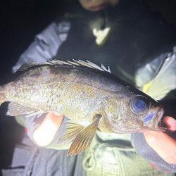 地磯でメバリング