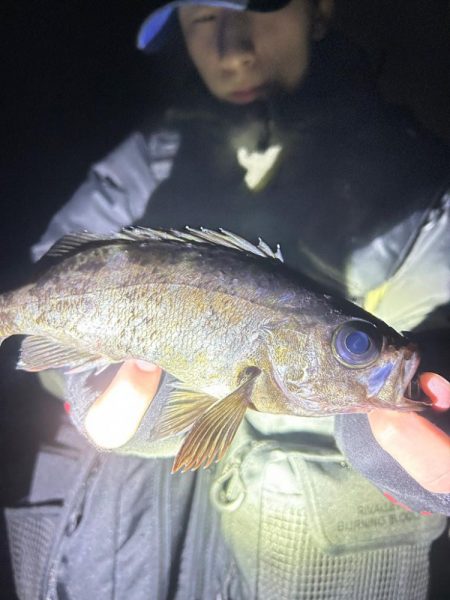 地磯でメバリング