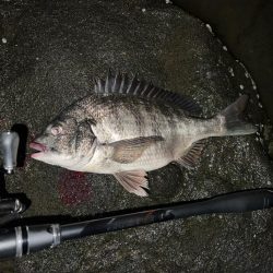 ハクに着いたチヌ！