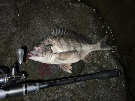 ハクに着いたチヌ！