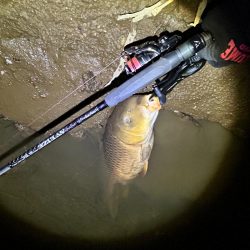 ボトムのカーピング！