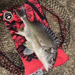 ヘチってきました