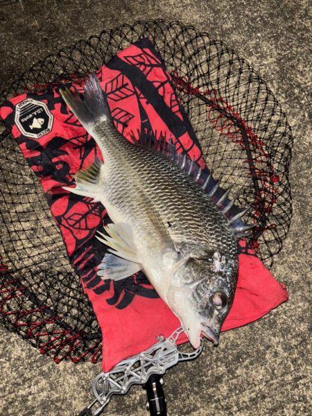 ヘチってきました