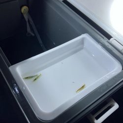 東二見メバル17