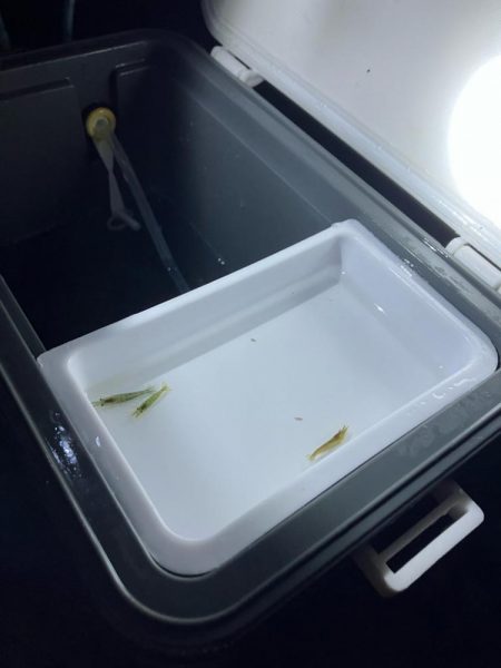 東二見メバル17