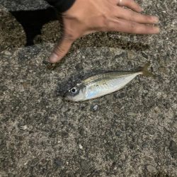 フロートアジングしに行きましたが・・・