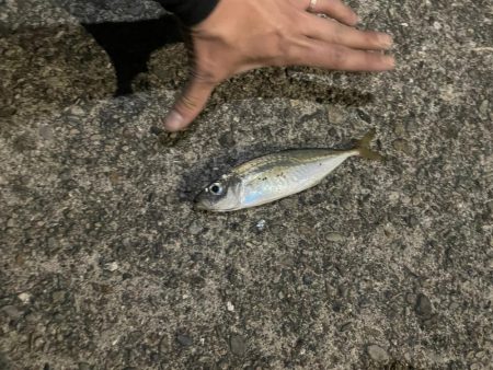 フロートアジングしに行きましたが・・・