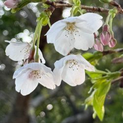 花見カレイ狙い🌸