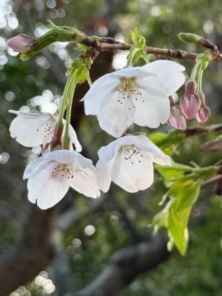 花見カレイ狙い🌸