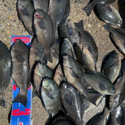 魚津港フカセ 過去イチサイズ揃う