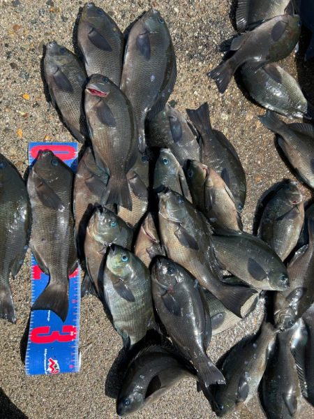 魚津港フカセ 過去イチサイズ揃う