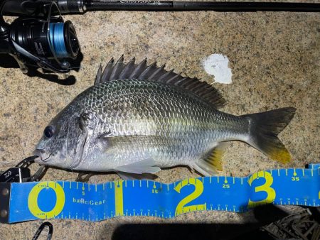 淀川ブリームゲーム3