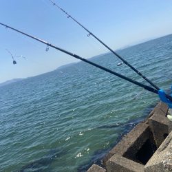 シロギスタ:サグリスタ