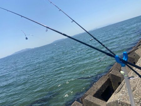 シロギスタ:サグリスタ