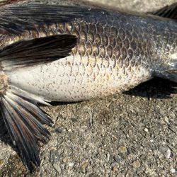 乗っ込みヘチ釣り