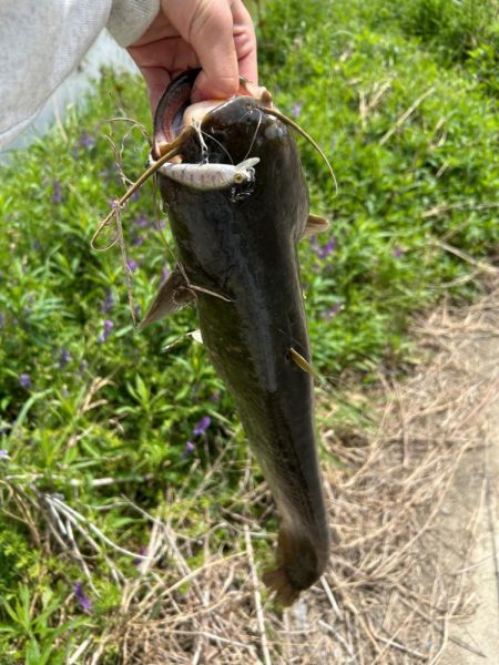 ナマズ釣り