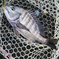 雨上がりチニング!