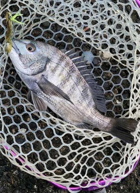 雨上がりチニング！