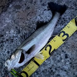 バチ抜け調査便 in 岸和田一文字2回目