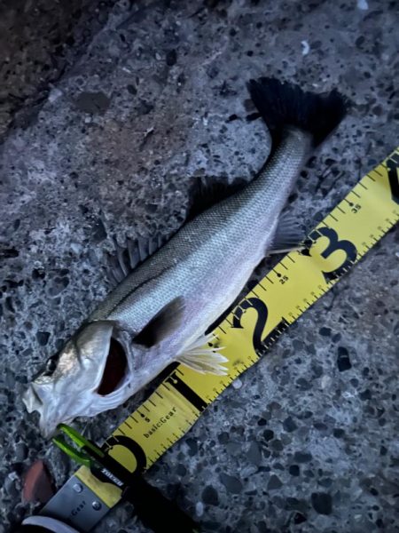 バチ抜け調査便 in 岸和田一文字2回目