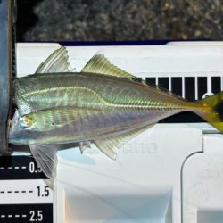 数はまだまだやな〜！