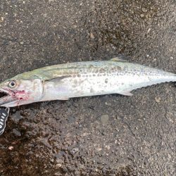 サゴシ複数キャッチ