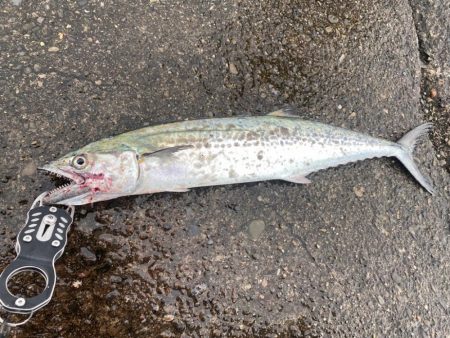 サゴシ複数キャッチ