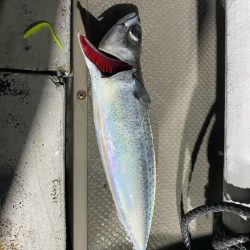 イカメタル＆バチコン