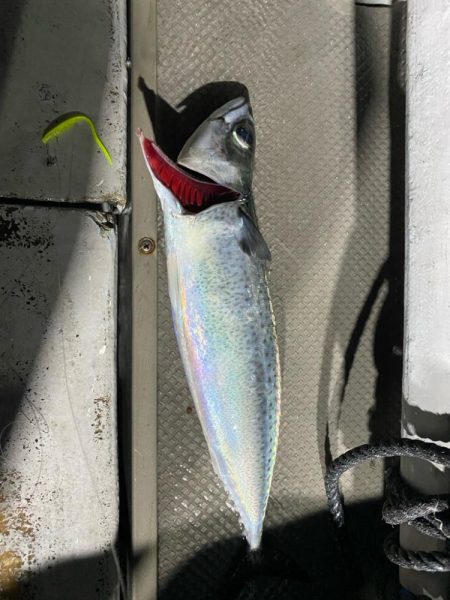 イカメタル＆バチコン