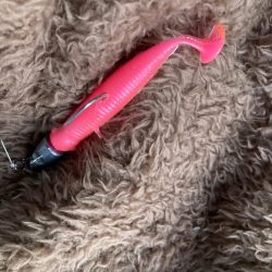 朝マズメのカマス釣りで10匹GET