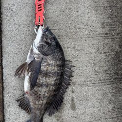 チヌのノッコミ中です♪