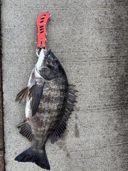 チヌのノッコミ中です♪