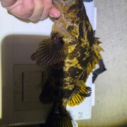 惜しくも尺届かず!!