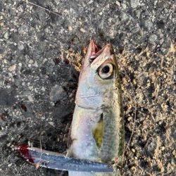 ボチボチ魚っ気が…