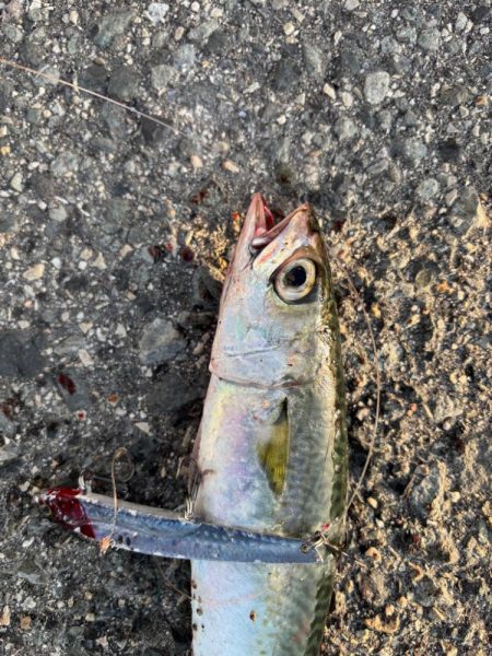 ボチボチ魚っ気が…