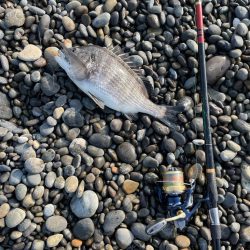 青物はいませんでしたー