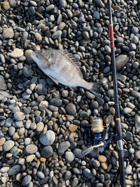 青物はいませんでしたー