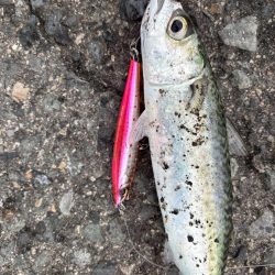 今日は活性低くし！