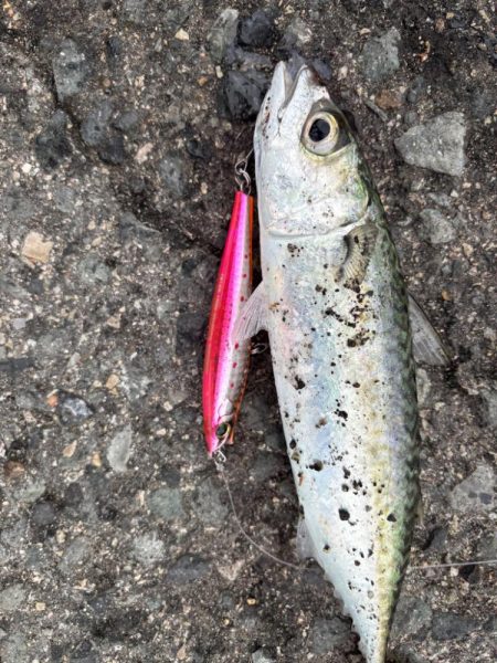 今日は活性低くし！