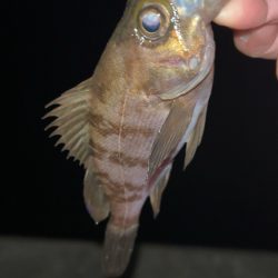 雨後の激渋メバル