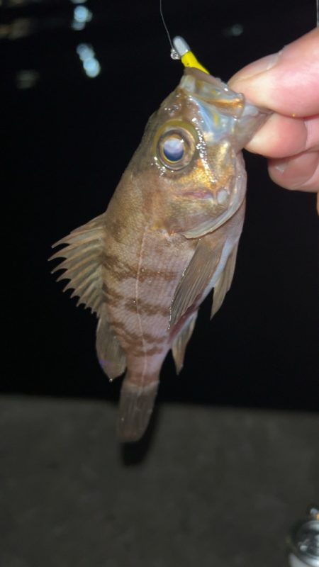 雨後の激渋メバル