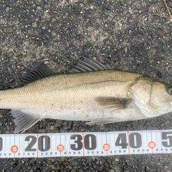 雨の早朝シーバス