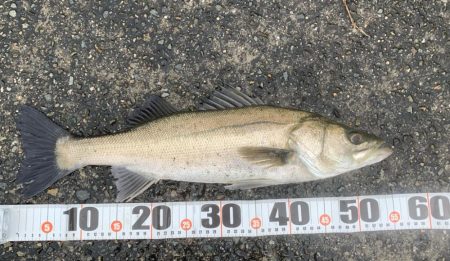 雨の早朝シーバス