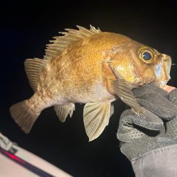 ボートメバリング！