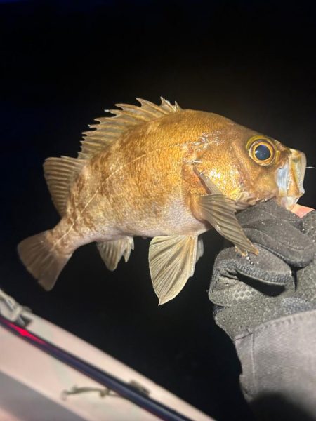 ボートメバリング！