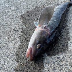 ホッケッケのケー終盤か？