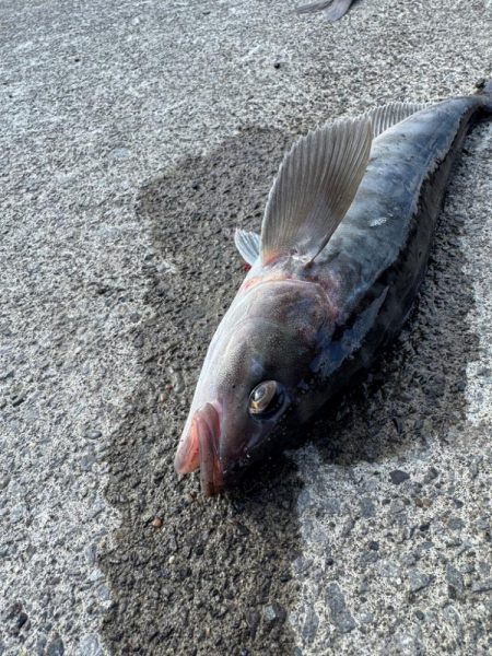 ホッケッケのケー終盤か？