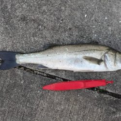 エビ撒き好調です