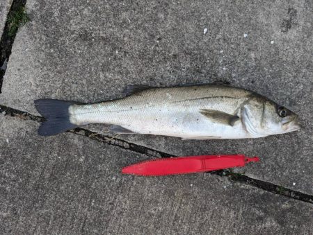 エビ撒き好調です