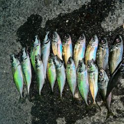 渋い中でも考えたアジング